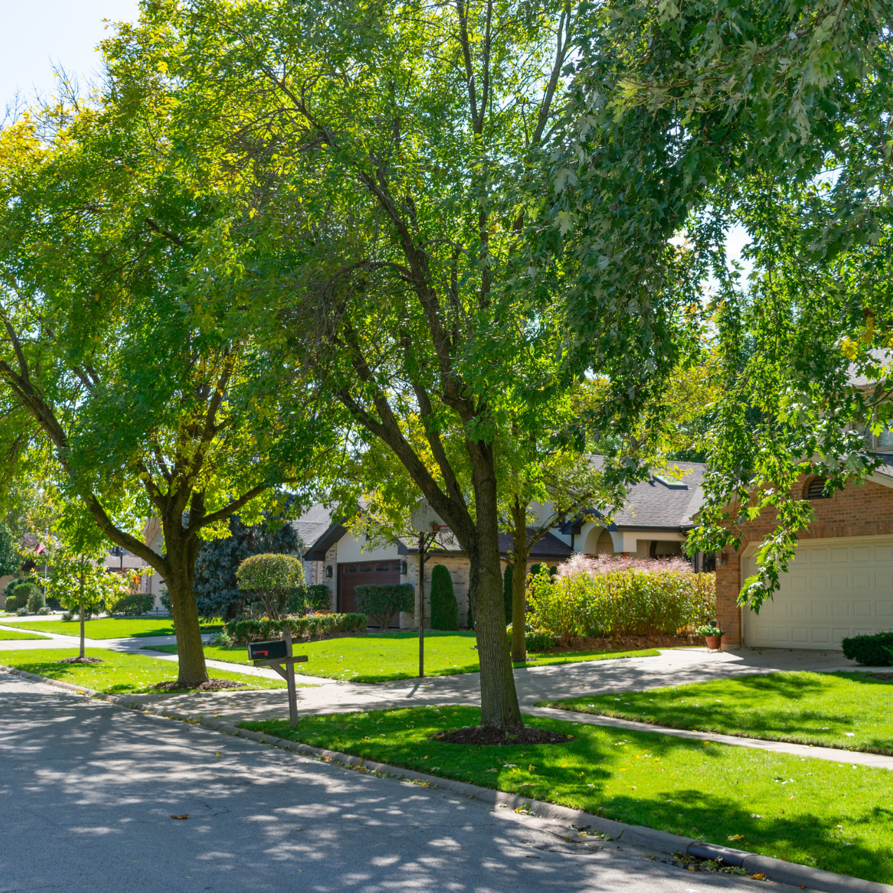 Midwest Neighborhood in the summer